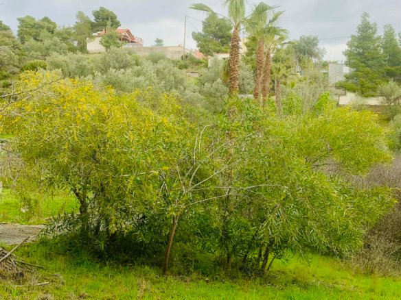 A RESIDENCE OF PRIVACY, VIEWS, AND POTENTIAL